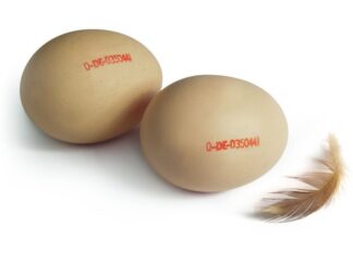 Huevos marcados con un sello y una tinta especial para alimentos
