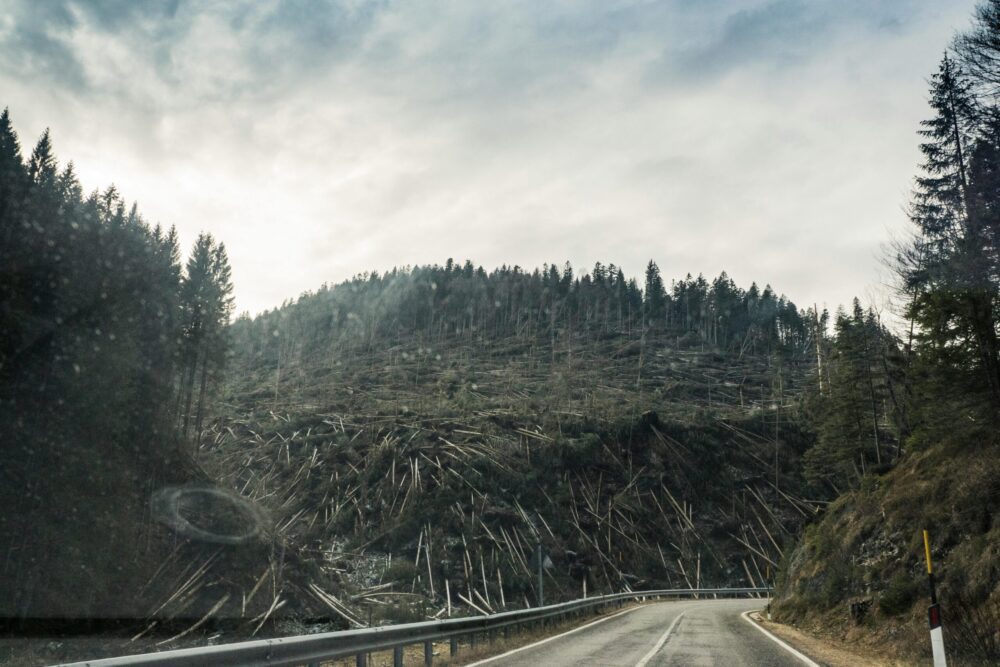 Deforestación de un bosque de montaña